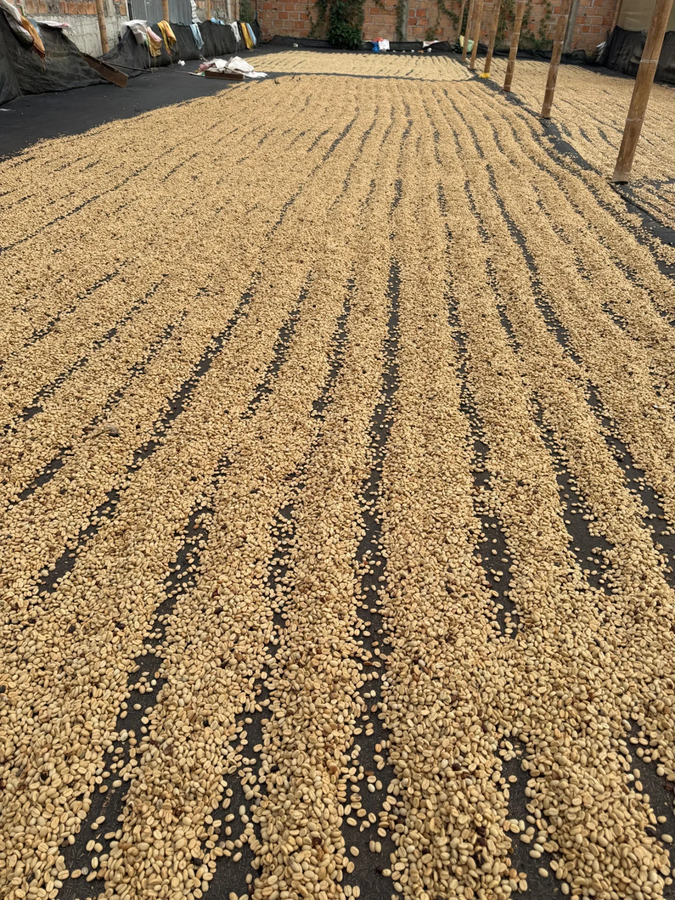 Coffee parchment drying at origin