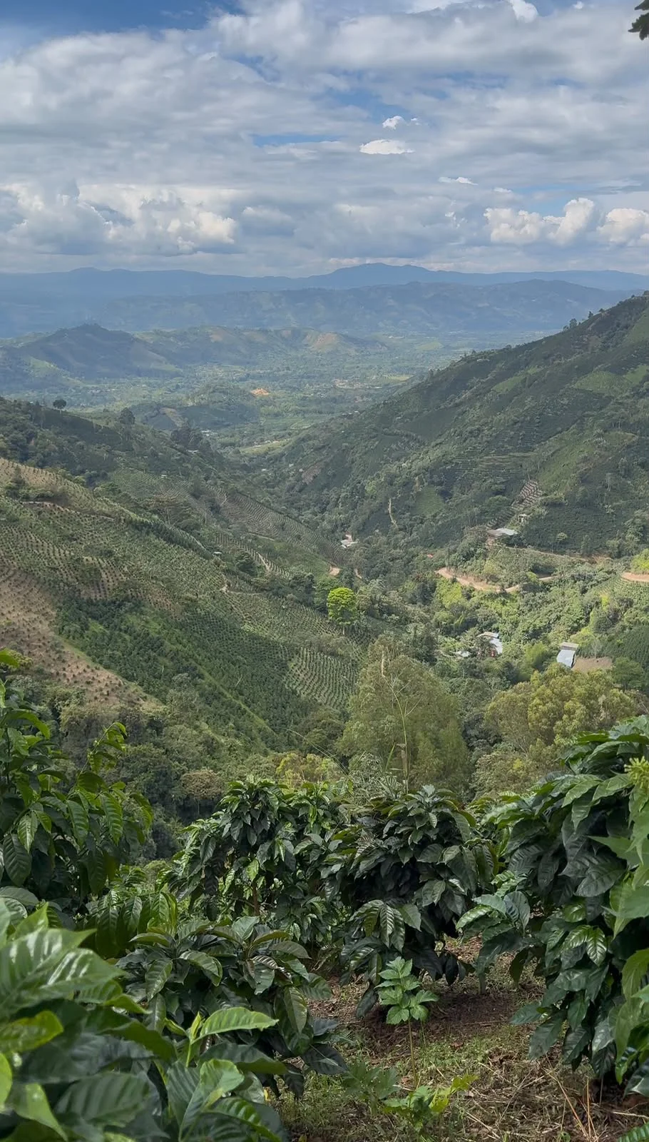 Coffee-growing mountains and farms in Pitalito, Huila, Colombia